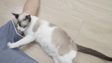 Asyalı yaşlı kedi evde yerde yatarken adamla.