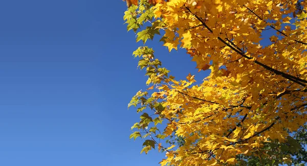 Gelbe Blätter Des Herbst Ahorns China — Stockfoto