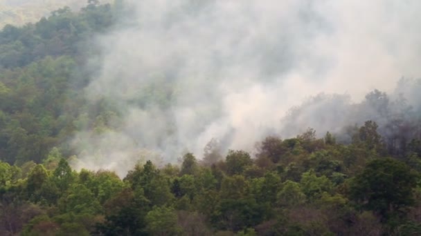 feu de forêt sur la montagne, thailand (pan shot )