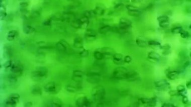alg yakıt biyoyakıt endüstrisi içinde photobioreactor. alg yakıt veya alg biyoyakıt fosil yakıt, yosunu doğal Mevduatı kendi kaynağı olarak kullanır kullanılabilir.