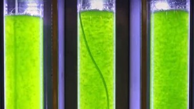 alg yakıt biyoyakıt endüstrisi içinde photobioreactor. alg yakıt veya alg biyoyakıt fosil yakıt, yosunu doğal Mevduatı kendi kaynağı olarak kullanır kullanılabilir.