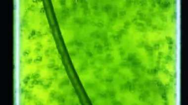alg yakıt biyoyakıt endüstrisi içinde photobioreactor. alg yakıt veya alg biyoyakıt fosil yakıt, yosunu doğal Mevduatı kendi kaynağı olarak kullanır kullanılabilir.
