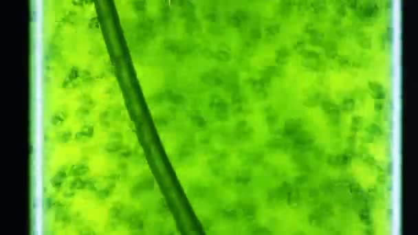 Photobioréacteur Dans Industrie Des Biocarburants Base Algues Biocarburant Base Algues — Video