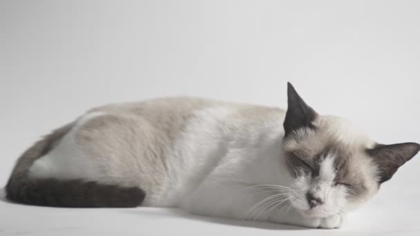 Gatos Adoram Luz Sol Fundo Branco — Vídeo de Stock