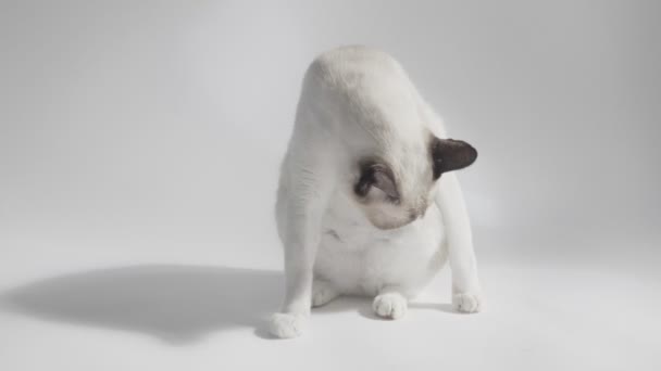 Los Gatos Les Encanta Sol Sobre Fondo Blanco — Vídeos de Stock