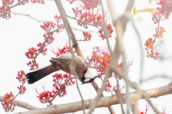 Bulbul Vermelho Whiskered Árvore Flor Macaco — Fotografia de Stock
