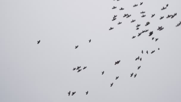 Gökyüzünde Uçan Kargalar — Stok video