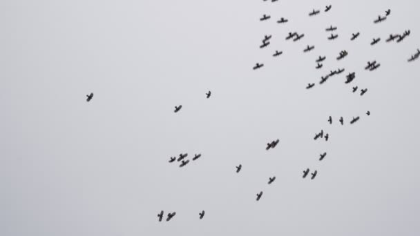 Krähen Fliegen Den Himmel — Stockvideo