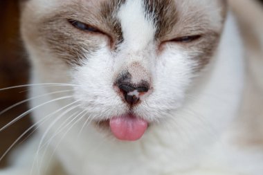 Kedi dili dışarı asılı , Diş hastalığı belirtileri , diş ağrısı, kronik ülseratif paradental stomatit (Bardak).
