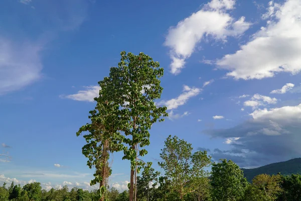 タイ北部のジプテロカルプス結核ロクスブの木 — ストック写真