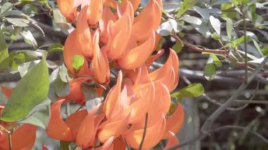 Yeni Gine sarmaşık veya kırmızı yeşim asma tropikal bahçede