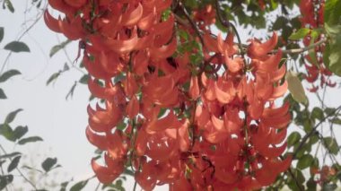 Yeni Gine sarmaşık veya kırmızı yeşim asma tropikal bahçede