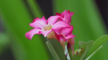 Arka bahçede Impala Lily veya Pink Bignonia üzerinde damlacıklar
