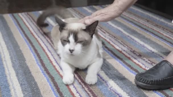 高齢女性が足を腫れ 猫に触れる — ストック動画