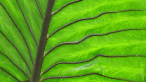 Fermer la feuille de l'oreille d'éléphant dans la cour arrière 