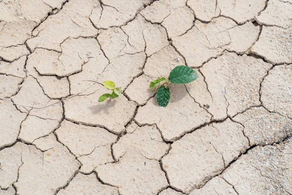 La planta sobrevive en un suelo seco y en condiciones de sequía — Foto de Stock