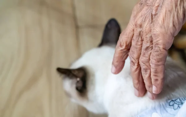Pet therapy for elderly people