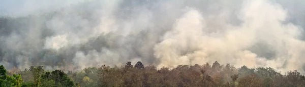 Amazon rain forest fire disaster is burning at a rate scientists have never seen before. — Stock Photo, Image