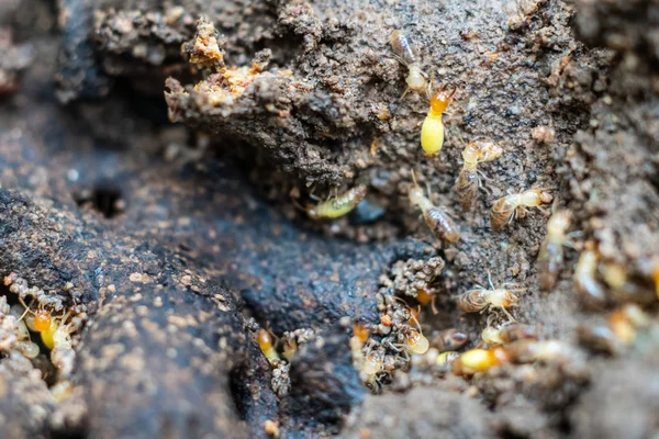 Worker termites repairing nest that living in house area — Stock Photo, Image