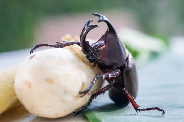 Escarabajo rinoceronte siamés o escarabajo luchador comiendo plátano — Foto de Stock