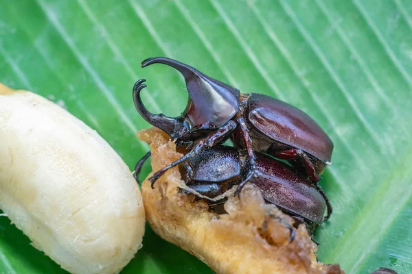 The Mating Season Of Rhinoceros Beetle on banana — Stock Photo, Image