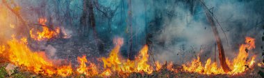 Orta Afrika 'daki Kongo Havzası' nda orman yangınları