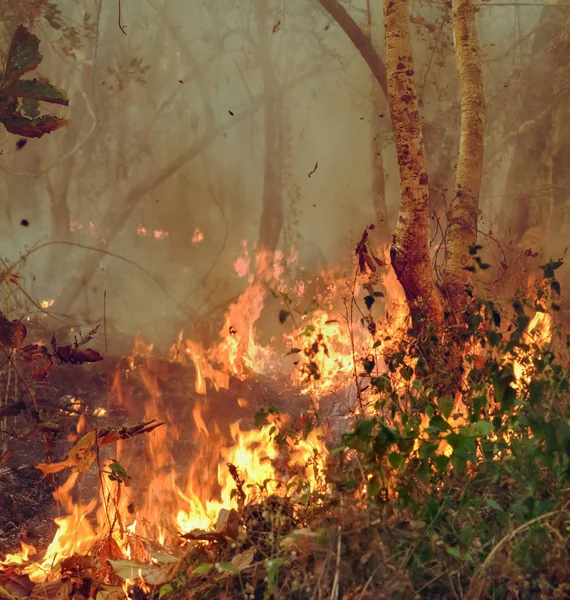 De ramp met de regenwouden brandt — Stockfoto