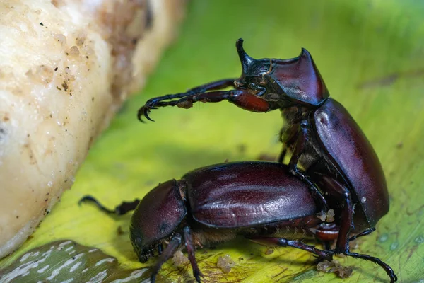 The Mating Season Of Rhinoceros Beetle on banana — Stock Photo, Image