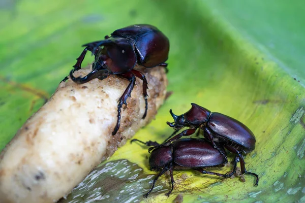 The Mating Season Of Rhinoceros Beetle on banana — Stock Photo, Image