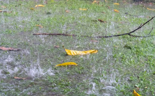 Kraftigt regn och storm orsakar översvämmade bakgård — Stockfoto