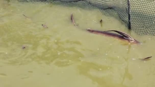Chao Phraya Raksasa Ikan Lele Raksasa Pangasius Dalam Perangkap Nelayan — Stok Video