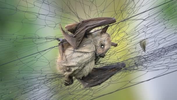 Bats Fonte Tantos Vírus Poderia Ser Origem Wuhan Coronavirus — Vídeo de Stock