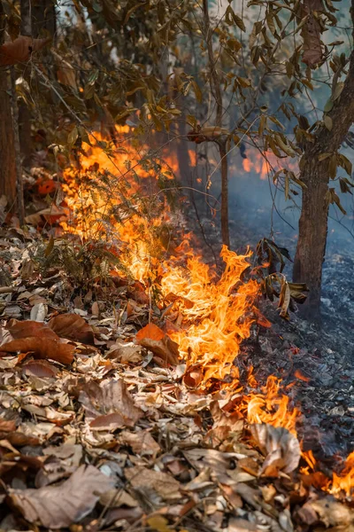 Forest Fire Disaster Burning Caused Humans — Stock Photo, Image