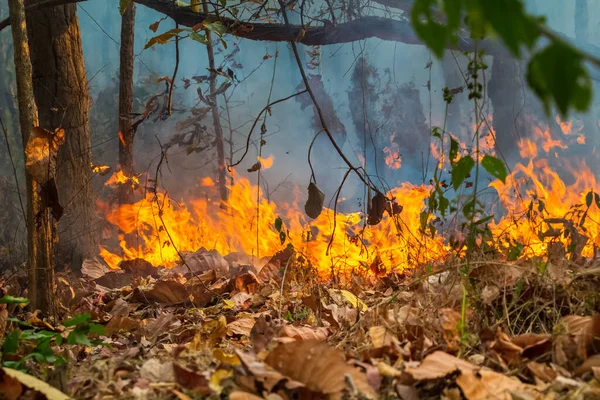 Desastre Incêndio Floresta Tropical Está Queimando Causado Por Seres Humanos — Fotografia de Stock