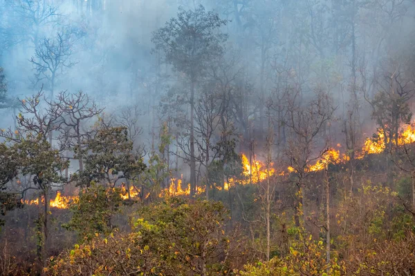 Brand Het Regenwoud Wordt Veroorzaakt Door Mensen — Stockfoto