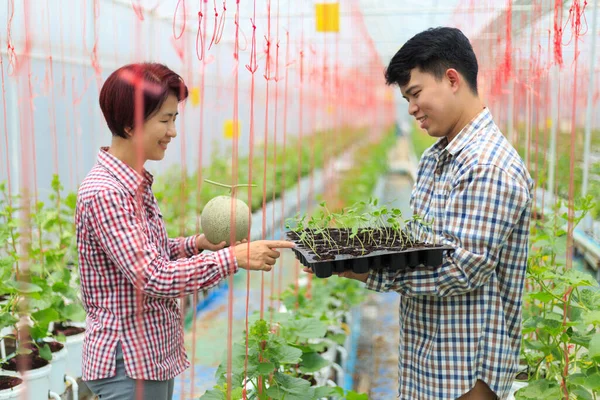 Landwirt Trägt Melonen Setzling Tablett Gewächshaus — Stockfoto