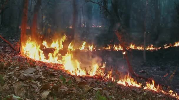 森林火災災害は人間によって引き起こされます — ストック動画