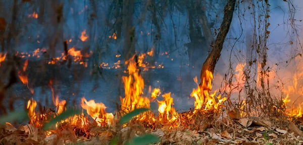 雨林火災災害は人間によって引き起こされます — ストック写真