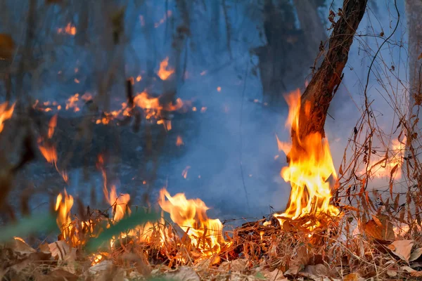 Rain Forest Fire Disaster Burning Caused Humans — Stock Photo, Image