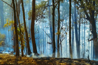 Yağmur ormanları yandıktan sonra insanların sebep olduğu yangın felaketi başlar.