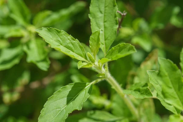 Hoja Albahaca Sagrada Jardín — Foto de Stock