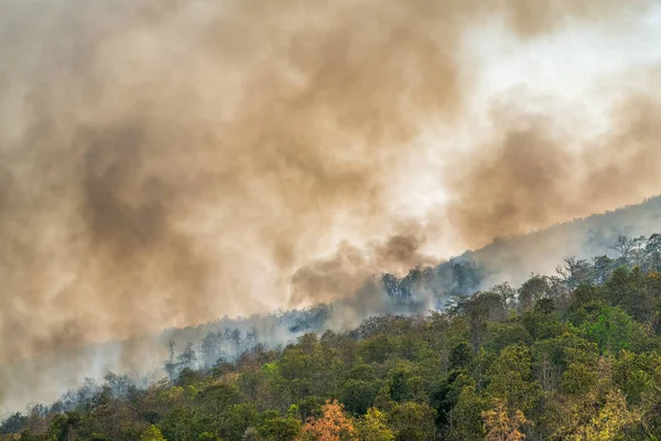 Desastre Incêndio Floresta Tropical Está Queimando Causado Por Seres Humanos — Fotografia de Stock