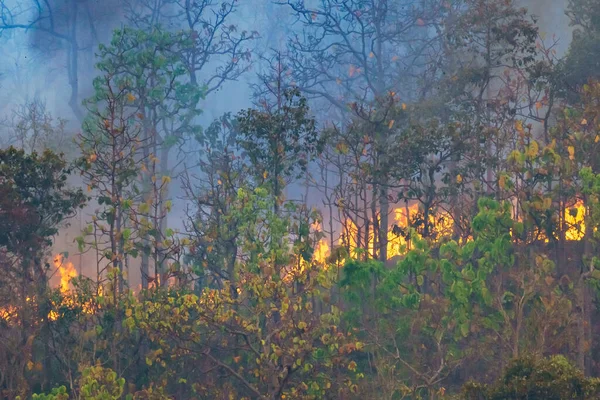 Desastre Los Incendios Forestales Lluvia Causado Por Los Humanos — Foto de Stock