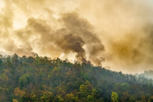 Desastre Incêndio Floresta Tropical Está Queimando Causado Por Seres Humanos — Fotografia de Stock