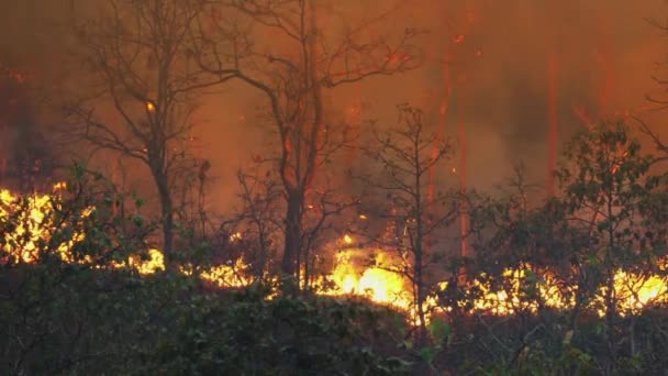 Kebakaran Hutan Bencana Terbakar Yang Disebabkan Oleh Manusia — Stok Video
