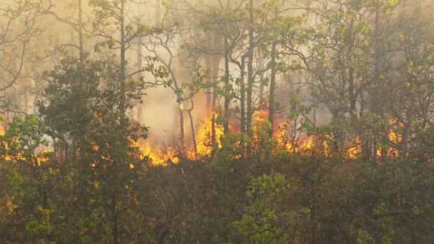 Incendie Forêt Est Provoqué Par Homme — Video