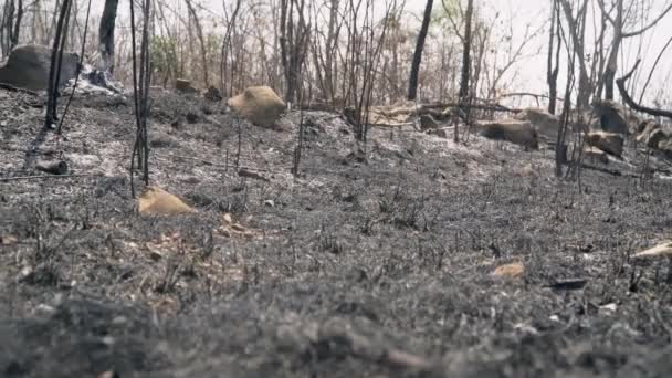 Destruição Florestas Para Mudar Cultivo Tailândia — Vídeo de Stock