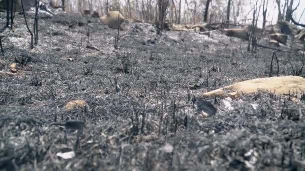 Destrucción Los Bosques Para Cambio Cultivo Tailandia — Vídeos de Stock