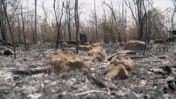 Destruction Forests Shifting Cultivation Thailand — Stock Video