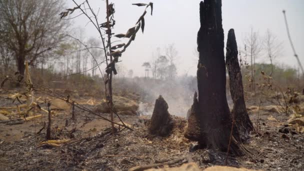 Destrucción Los Bosques Para Cambio Cultivo Tailandia — Vídeos de Stock